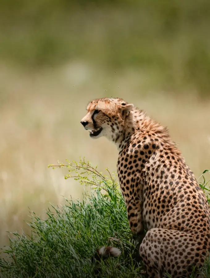 Safari in Serengeti and Ngorongoro
