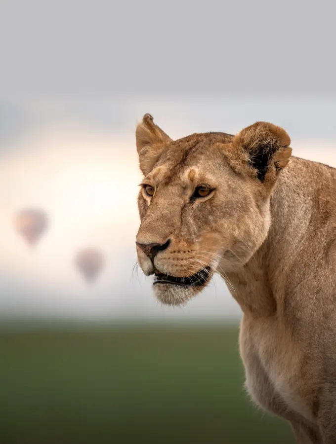 Safari at Tarangire, Ngorongoro and Serengeti