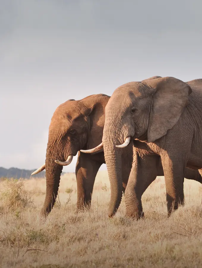 Selous Nyerere and Mikumi safari