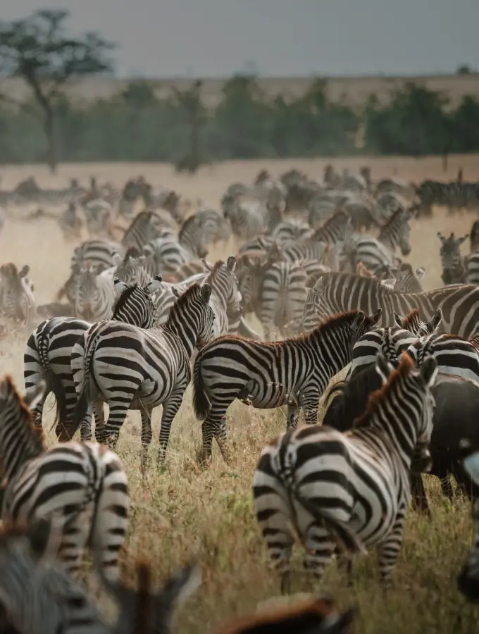 Full northern circuit safari including Tarangire