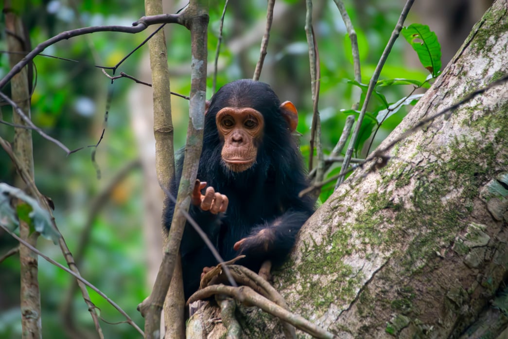 Gombe Stream National Park