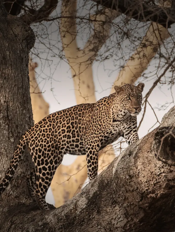 Mikumi National Park game drive safari