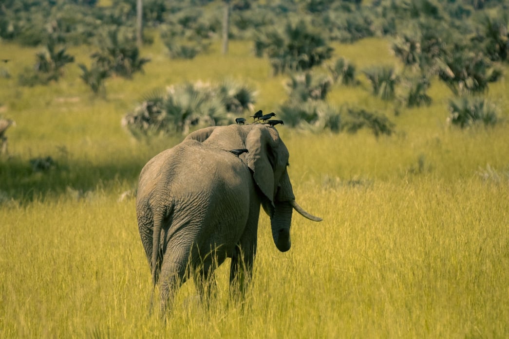 Nyerere National Park