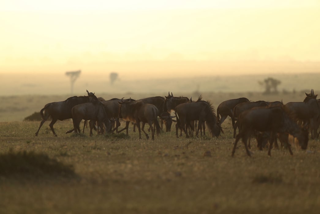 Serengeti National Park