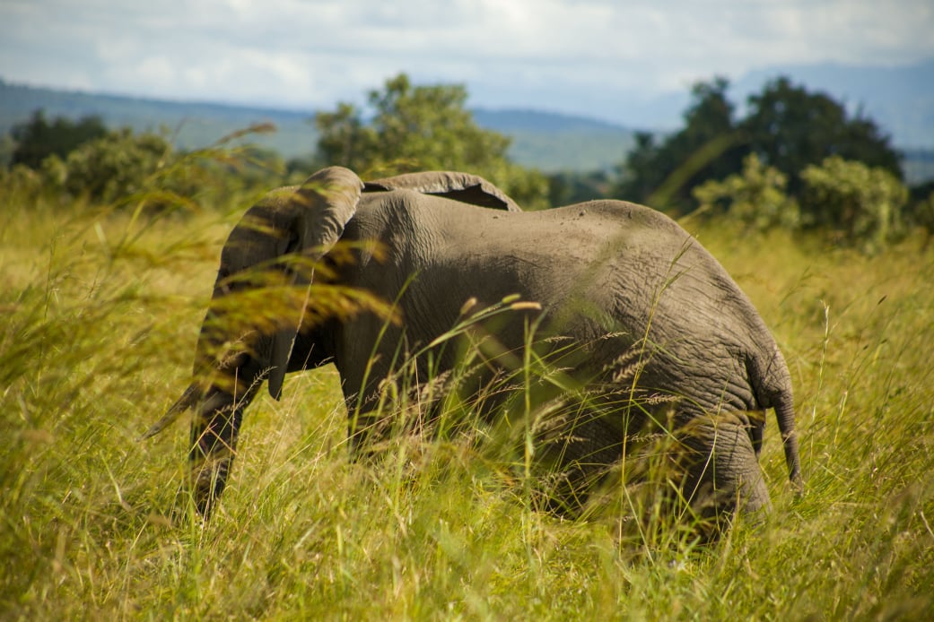 Elephants on the Mkata floodplain in Mikumi National Park