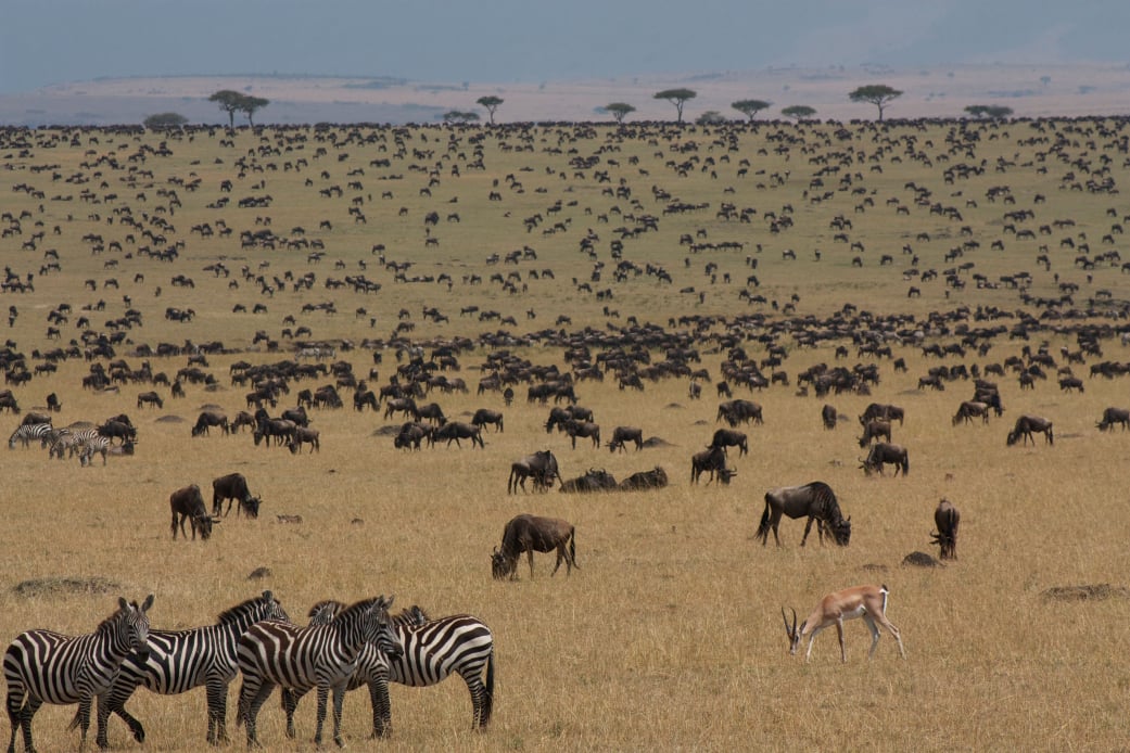 Safari vehicle among wildlife on the Serengeti plains