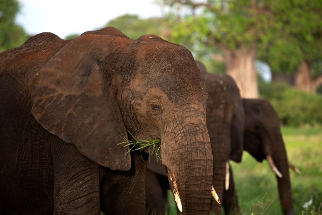 Tarangire National Park